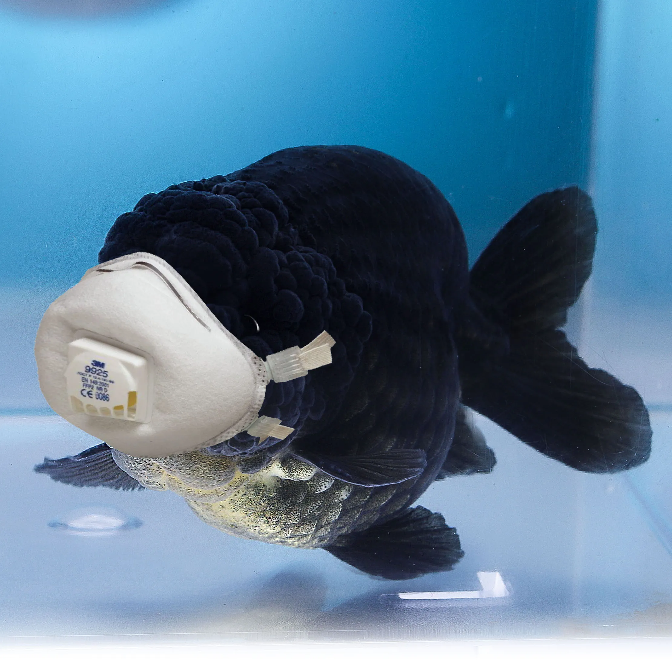 Meanwhile In The Fishroom....