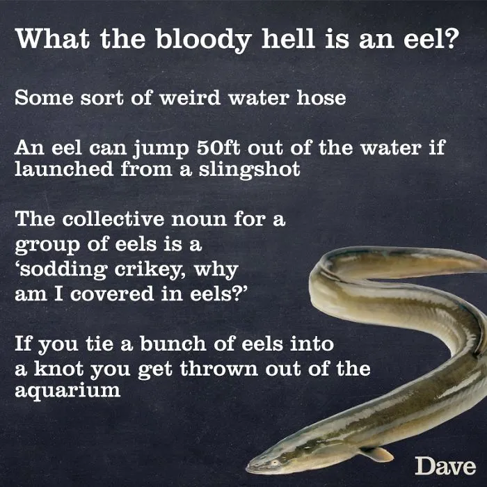 Dave Releases 30 Animal 'Guides' And They're So Ridiculous, They're Hilarious
