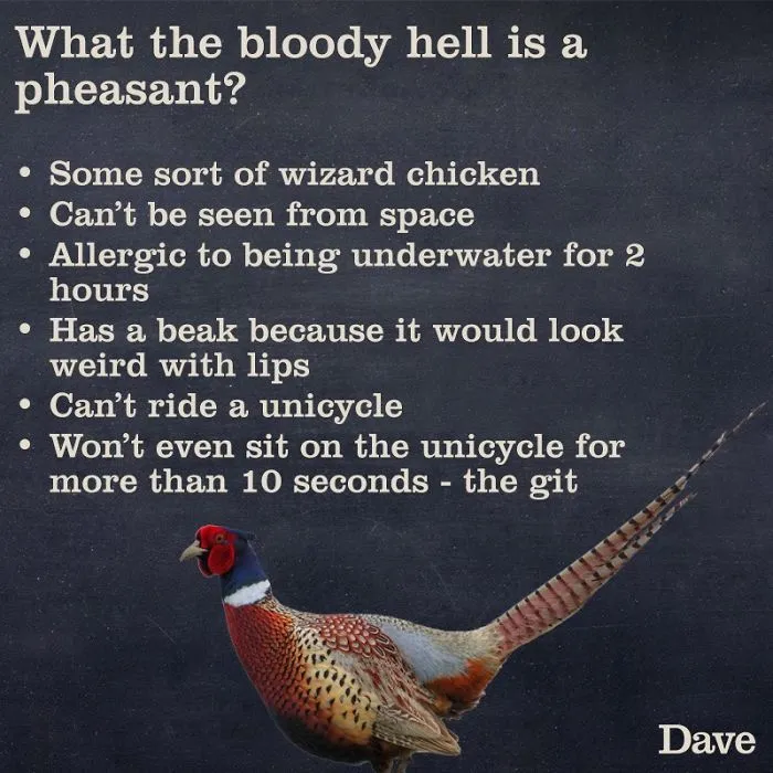 Dave Releases 30 Animal 'Guides' And They're So Ridiculous, They're Hilarious