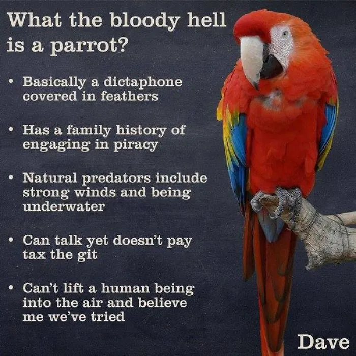 Dave Releases 30 Animal 'Guides' And They're So Ridiculous, They're Hilarious