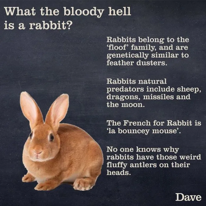 Dave Releases 30 Animal 'Guides' And They're So Ridiculous, They're Hilarious