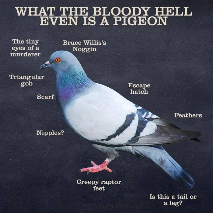 Dave Releases 30 Animal 'Guides' And They're So Ridiculous, They're Hilarious