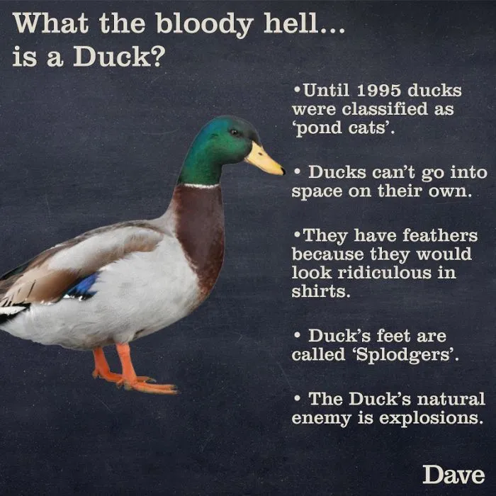 Dave Releases 30 Animal 'Guides' And They're So Ridiculous, They're Hilarious