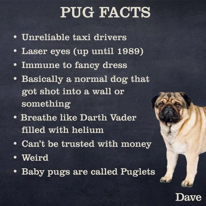 Dave Releases 30 Animal 'Guides' And They're So Ridiculous, They're Hilarious