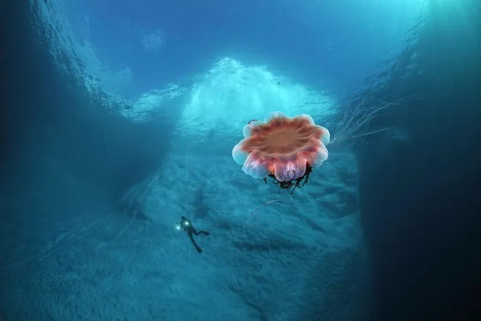 11 Stunning Photos Of What’s Hiding Under The Tip Of The Iceberg By Tobias Friedrich