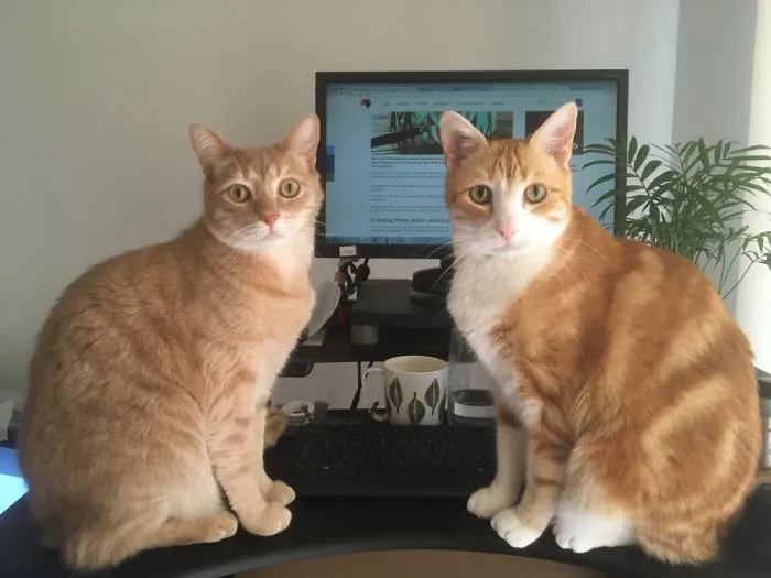 Too Many Supurrvisors!