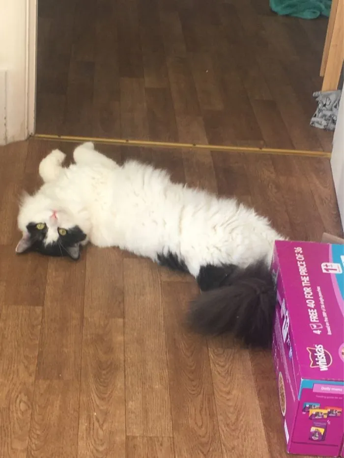 Turned Away From My Desk To See My Coworker Rolling Around On The Floor For Attention