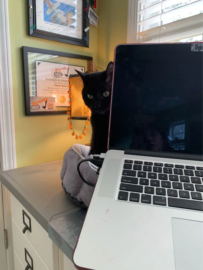 Just Finished Biting The Power Cord On The Home Laptop.