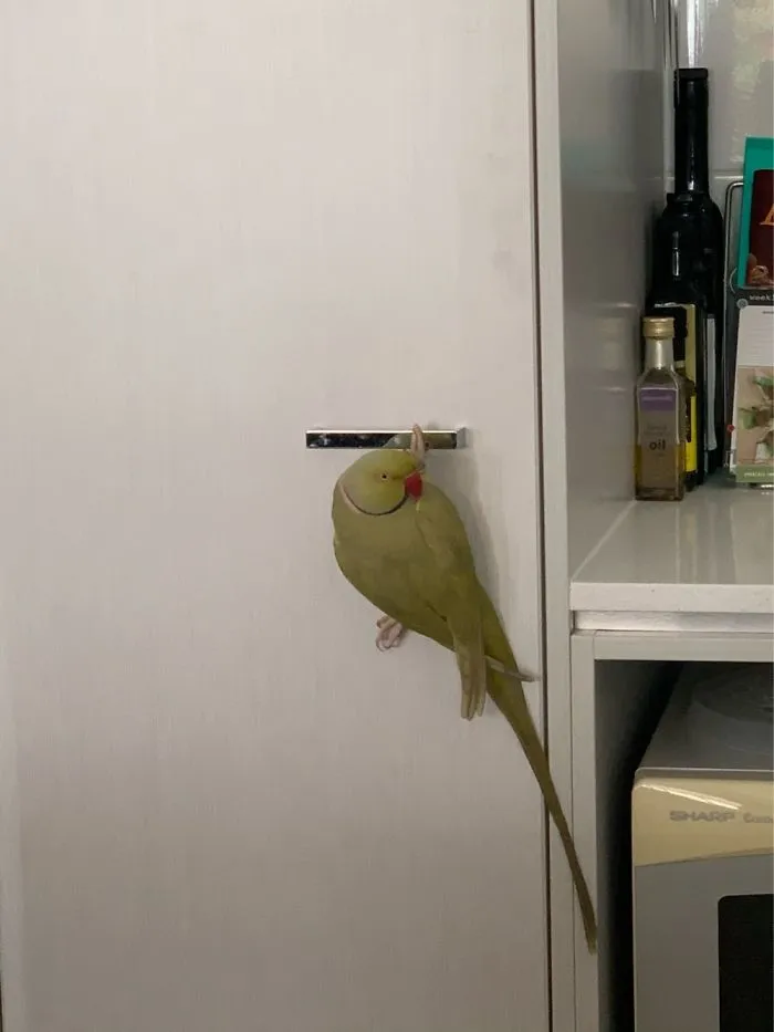 Quiere que le abra la alacena para comerse todo lo que hay dentro