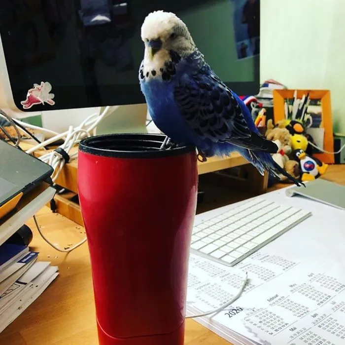 El compañero me ha robado el café