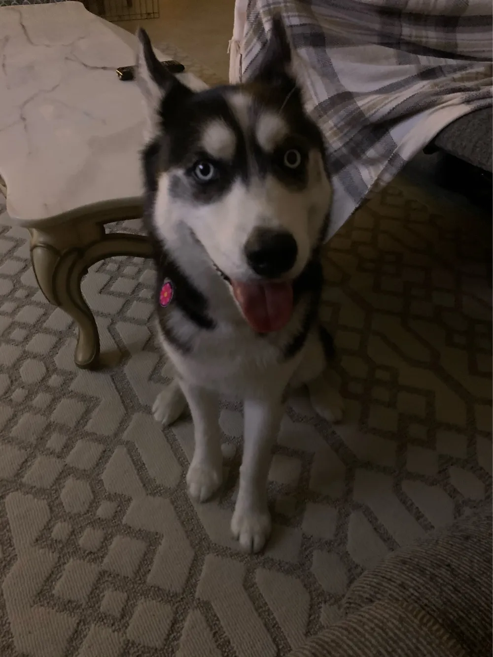 Happy Husky