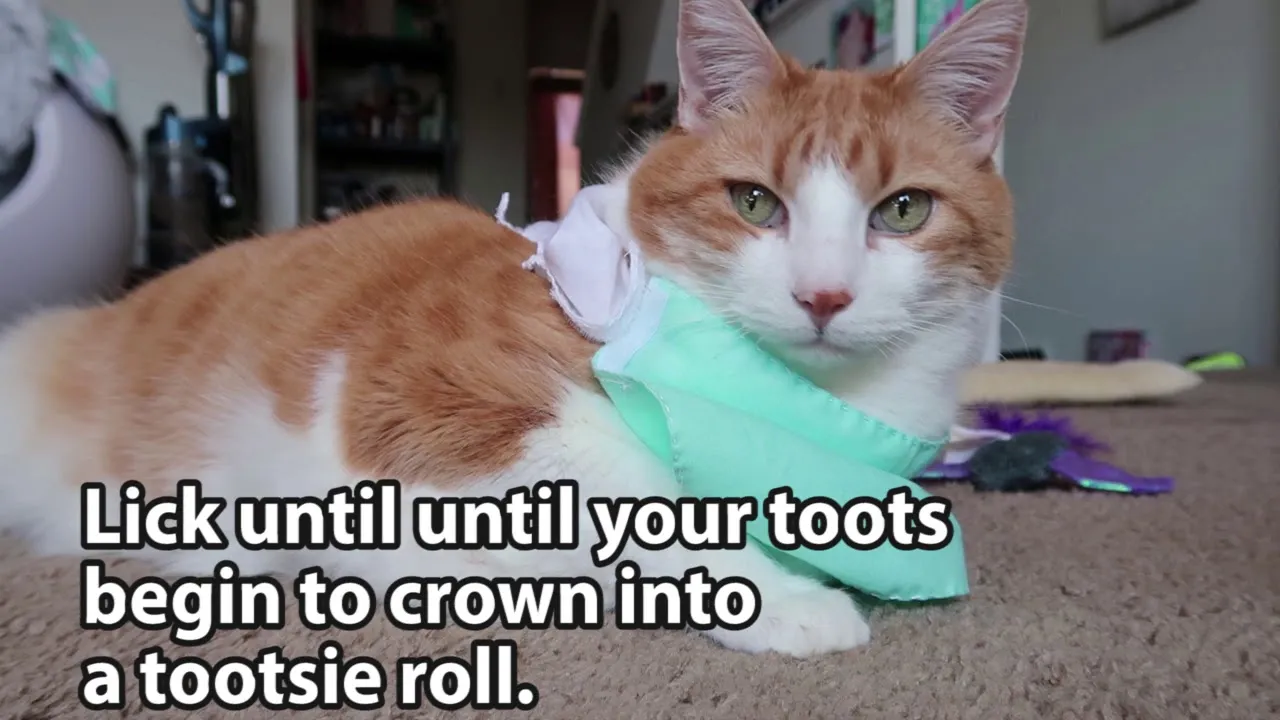 This Cat Doctor Answers Your Questions On The Coronavirus & More