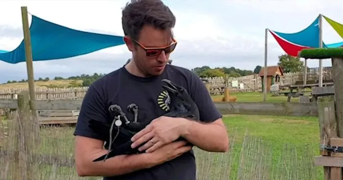 This Is Loki, The Affectionate Raven Who Loves To Cuddle And Steal Small Things In Exchange For Treats