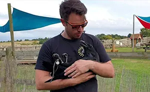 This Is Loki, The Affectionate Raven Who Loves To Cuddle And Steal Small Things In Exchange For Treats