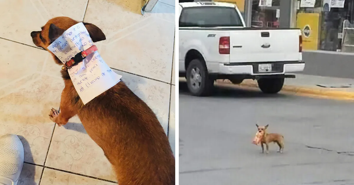 Este hombre en cuarentena envió a su perro con la misión de comprarle chetos, y eso hizo