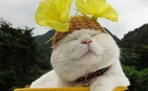 Shiro, The Most Relaxed Cat On Earth, Has Passed Away At Age 18 (35 Photos)