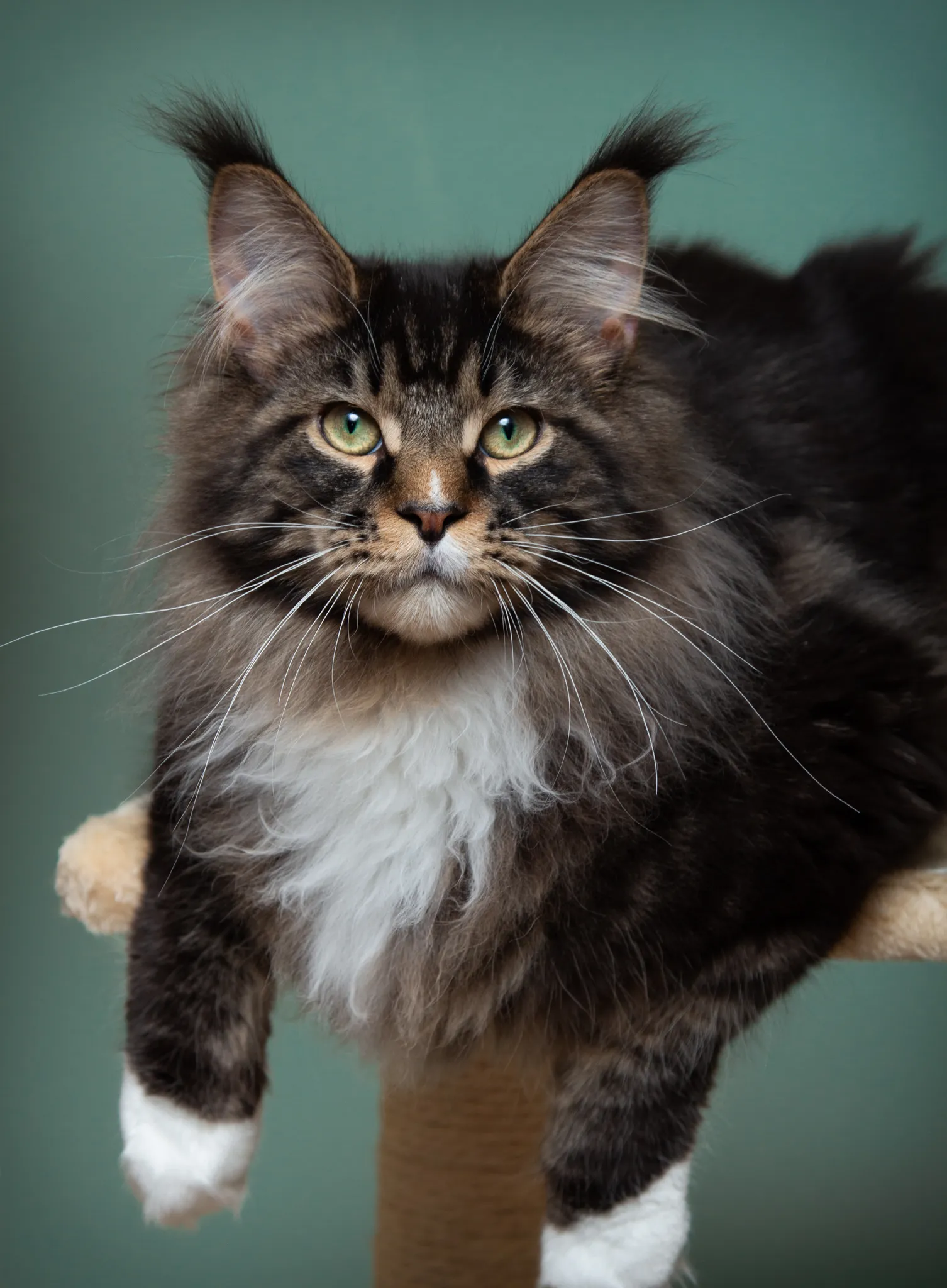 This Maine Coon Looks Like A Lynx