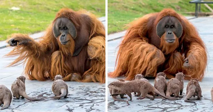 Estos orangutanes se hicieron amigos de las nutrias que a menudo nadan a través de su recinto en el zoo