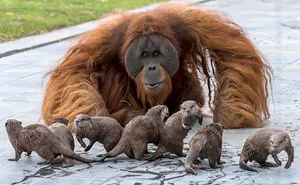 Orangutans Befriend Otters That Often Swim Through Their Enclosure At The Zoo Forming 'A Very Special Bond'