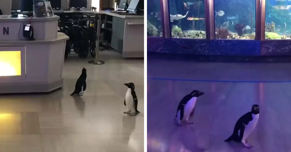 Tras cerrar sus puertas, este acuario saca a sus pingüinos de paseo por las instalaciones