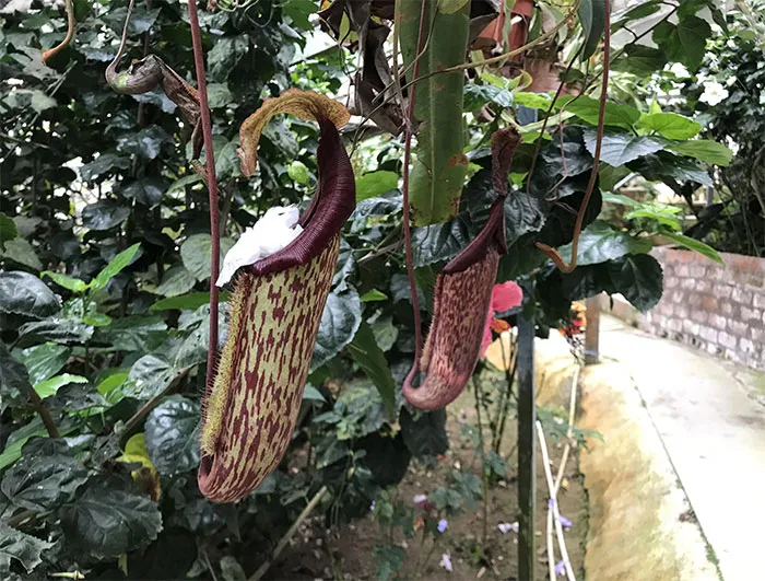 Using A Pitcher Plant As Trash Bin