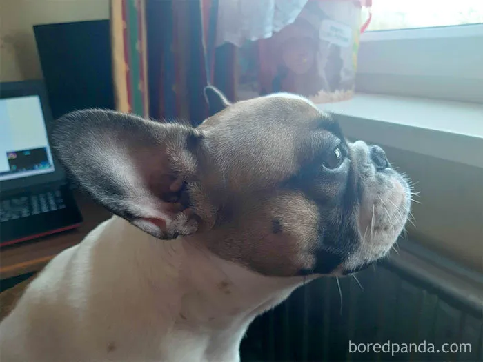 People Are Sharing How Their Pets Deal With Them Working From Home (40 Tweets)
