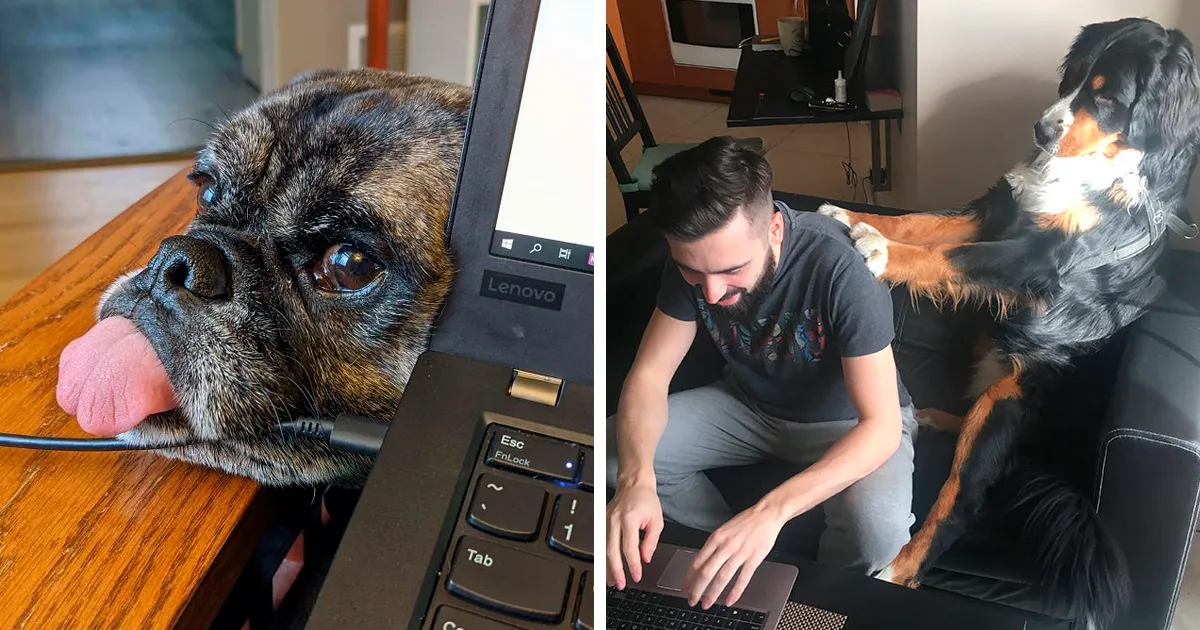 La gente comparte cómo es trabajar desde casa con sus mascotas (25 imágenes)