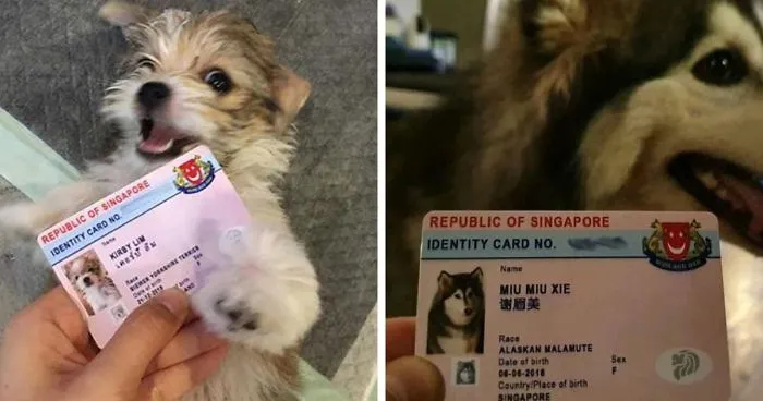 Singapore Now Issues Adorable Running Licenses For Dogs That Double As Their Personal IDs