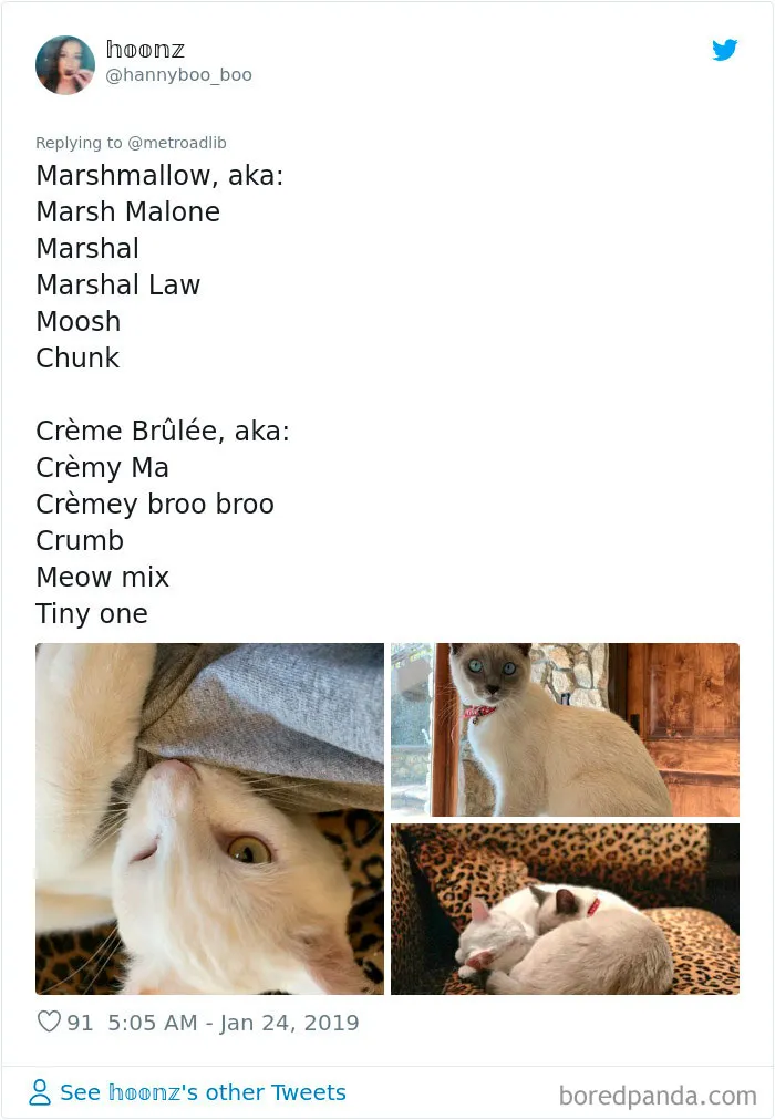 People Are Sharing The Hilarious Names They Now Call Their Pets Instead Of Their Original Ones (New Pics)