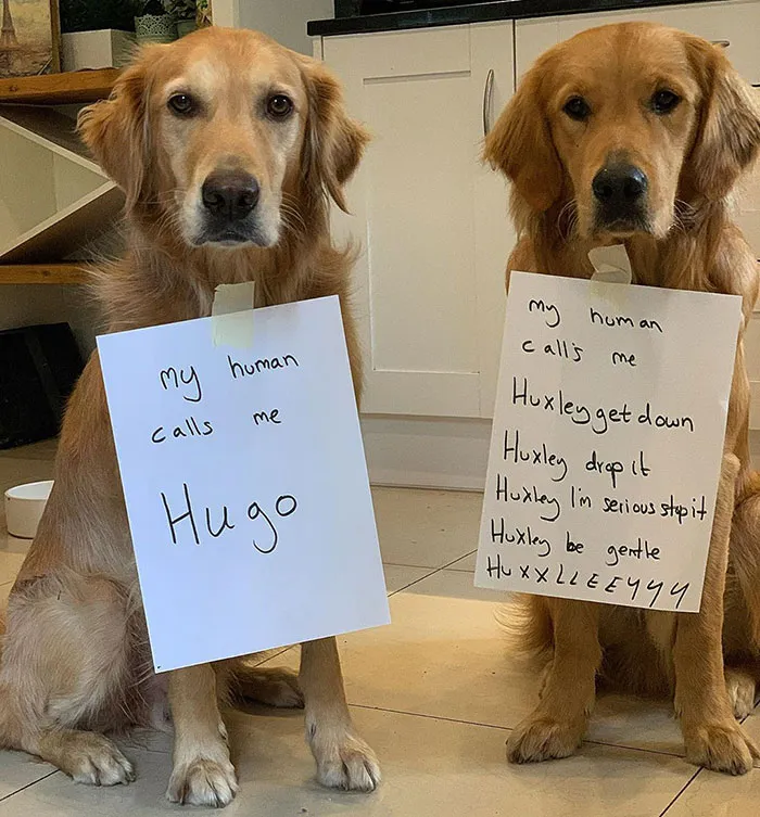 There Are Two Types Of Doggos