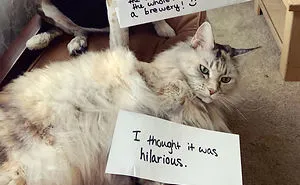 40 Hilarious Pets That Got Shamed Publicly For Being Naughty