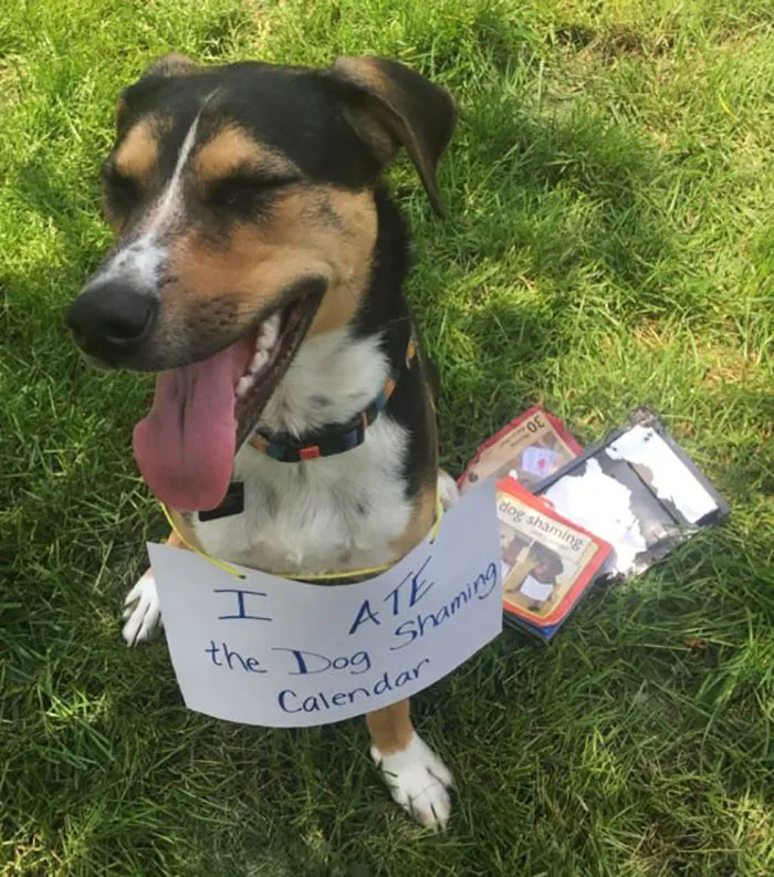 Me comí el calendario de Dogshaming