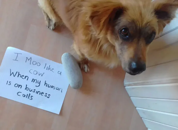 Mujo como una vaca mientras mi humano está en llamadas de negocios