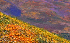 Here Are Our 28 Favorite Pics From Our Book About Wildflower Fields In California And Elsewhere