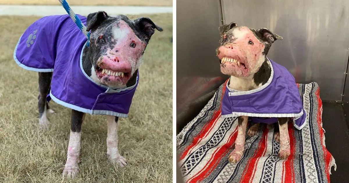 Este perro callejero desfigurado se está recuperando muy bien tras ser rescatado
