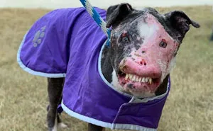 Este perro callejero desfigurado se está recuperando muy bien tras ser rescatado
