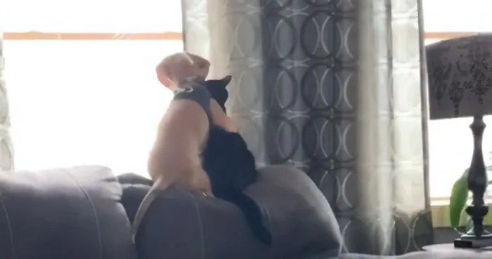 Viral Video Shows Adorable Moment When A Puppy Cuddles Up To A Kitten