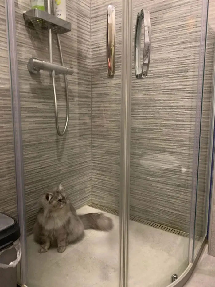 "Put My Cat In The Quarantine After She Sneezed"