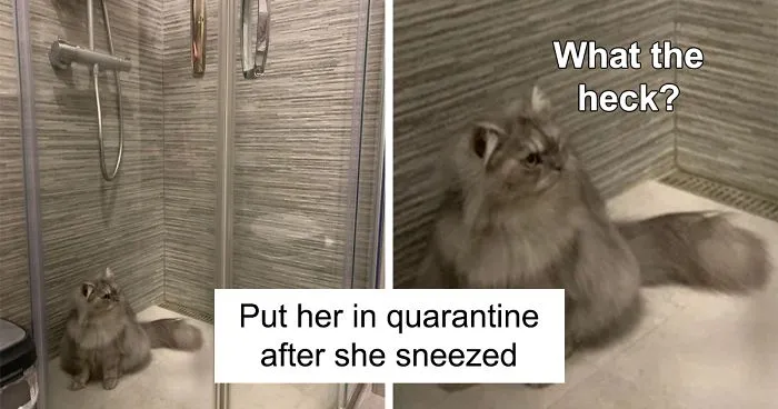 People Are Sharing Photos Of Their Cats In Quarantine And Here Are 32 Of The Best Ones