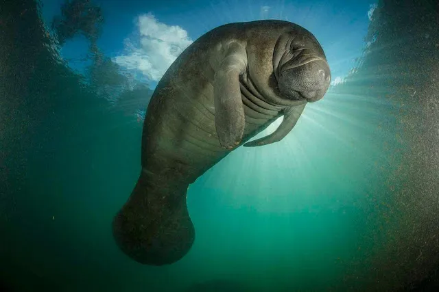 Discover The Possible Origin Of Mysterious Creatures You Definitely Heard About