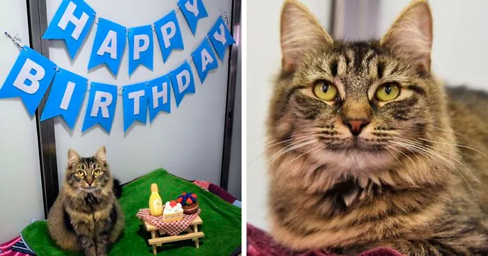 Shelter Workers Organize This Cat’s Birthday Hoping Someone Will Adopt Her, But No One Turns Up