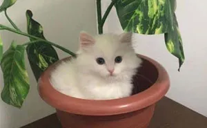40 Most Wholesome Rescue Pet Photos Of This Month (March Edition)