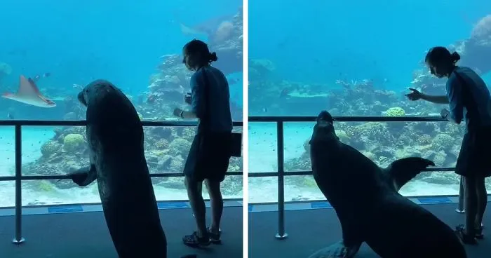 After Closing Down, This Sea World Shares The Adventures Of A Sea Lion Who Gets To Visit Other Animals At The Oceanarium