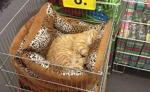 40 Cats That Fell Asleep In The Weirdest Places (New Pics)
