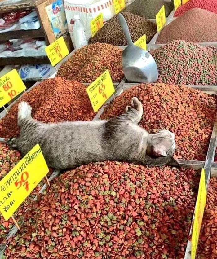40 Cats That Fell Asleep In The Weirdest Places (New Pics)