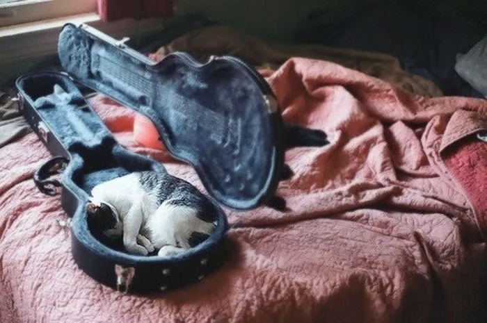 40 Cats That Fell Asleep In The Weirdest Places (New Pics)