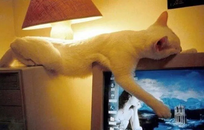 40 Cats That Fell Asleep In The Weirdest Places (New Pics)