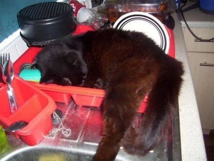 40 Cats That Fell Asleep In The Weirdest Places (New Pics)