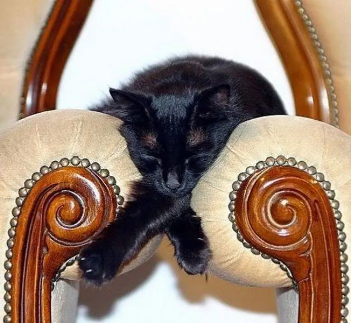 40 Cats That Fell Asleep In The Weirdest Places (New Pics)
