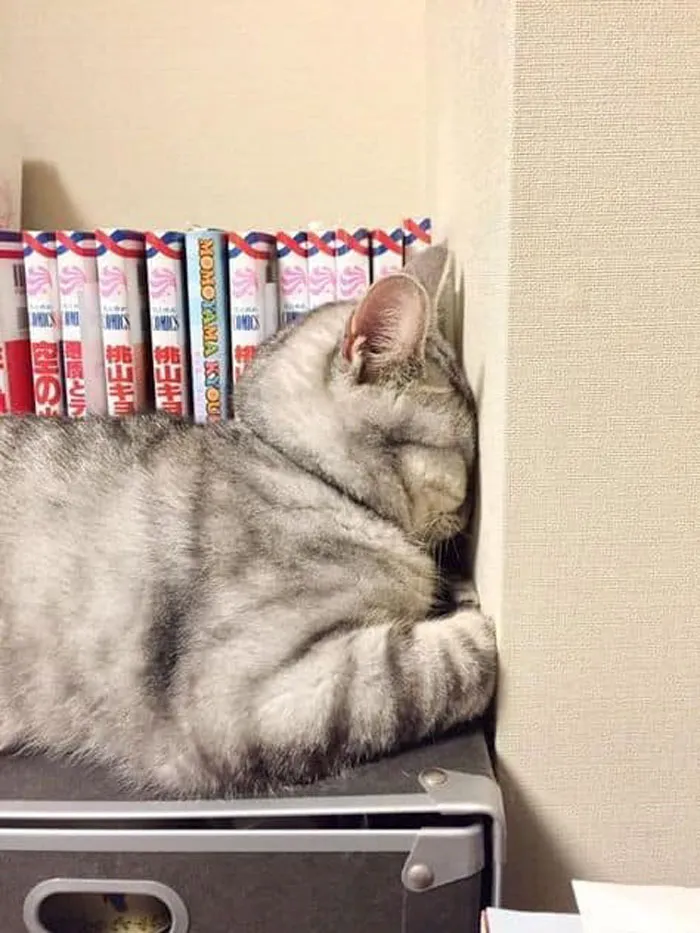 40 Cats That Fell Asleep In The Weirdest Places (New Pics)